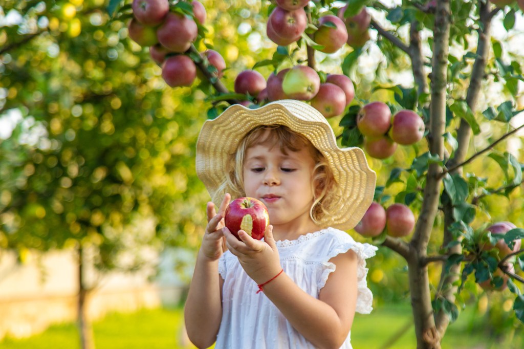 Streuobstlehrpfad Erlaheim