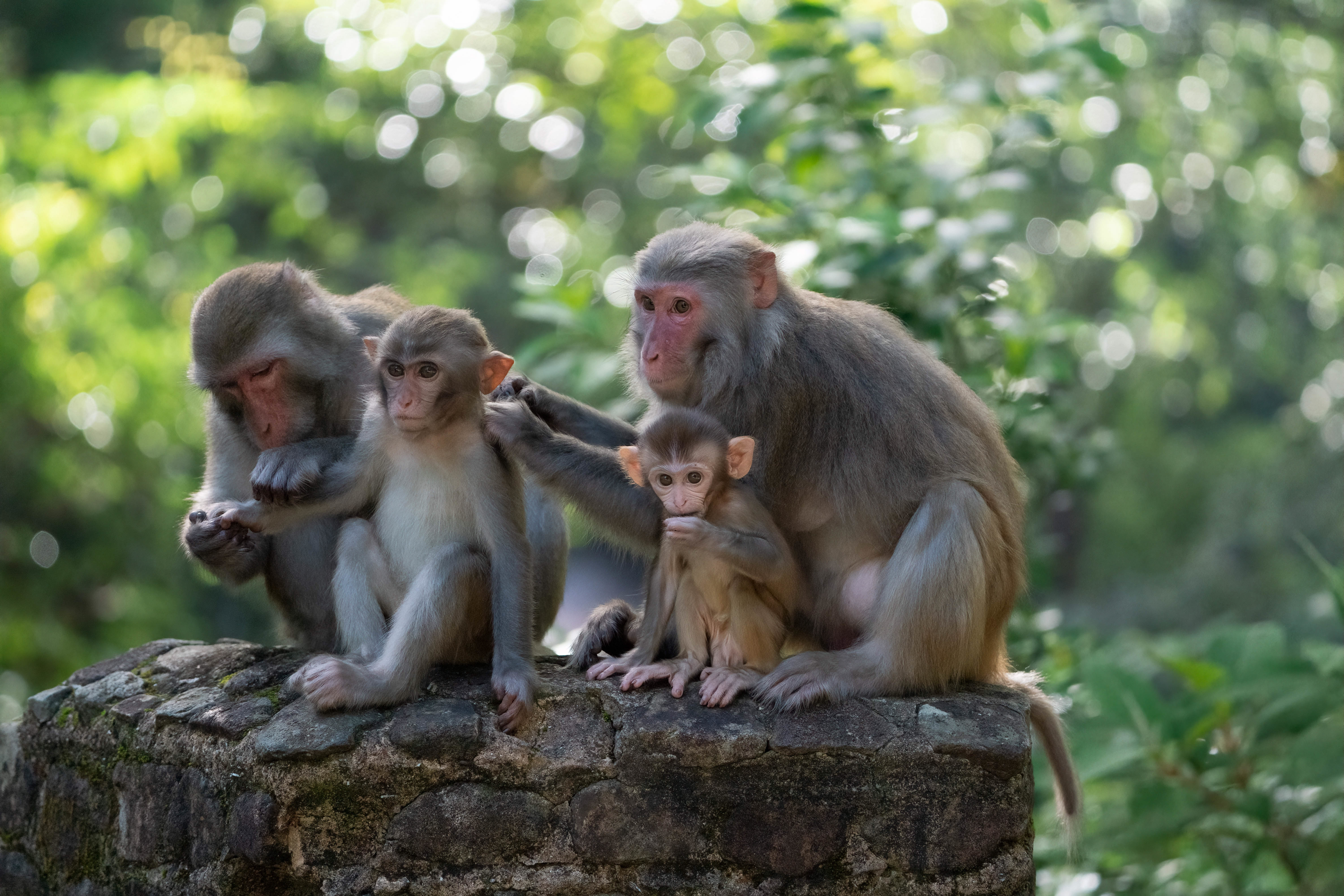 Familie besucht den Affenberg Salem – Kinder füttern freudig Berberaffen inmitten üppiger Natur.