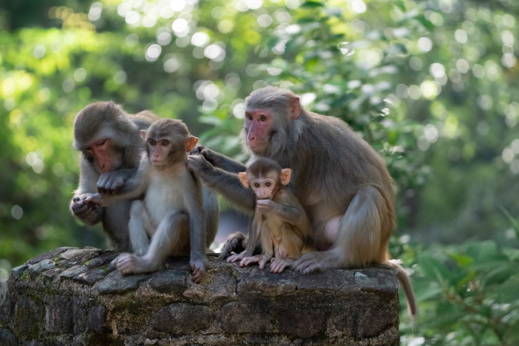 Affenberg Salem – Ein tierisches Vergnügen für die ganze&nbsp;Familie